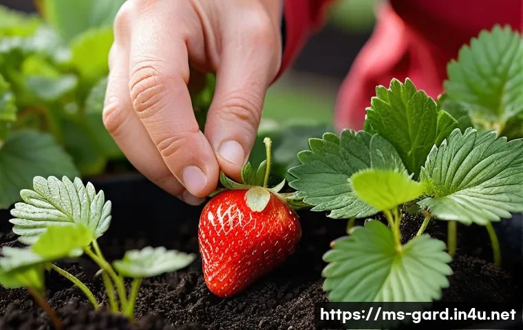 텃밭에서 딸기 키우기 - **Prompt:** A vibrant mini strawberry garden flourishing on a sun-drenched balcony of an apartment i...